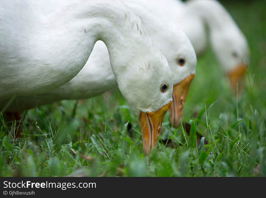 Three White Ducks