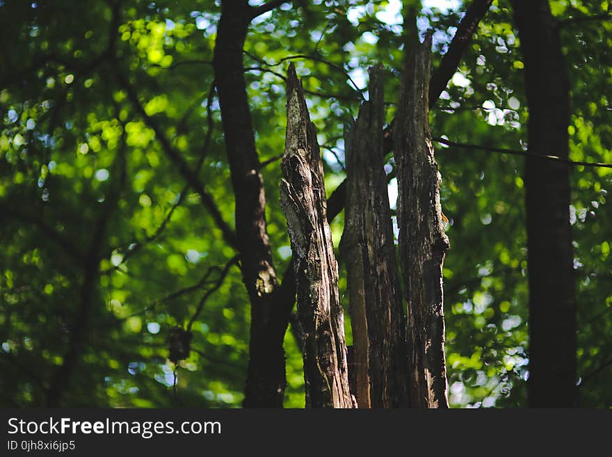 Dead tree