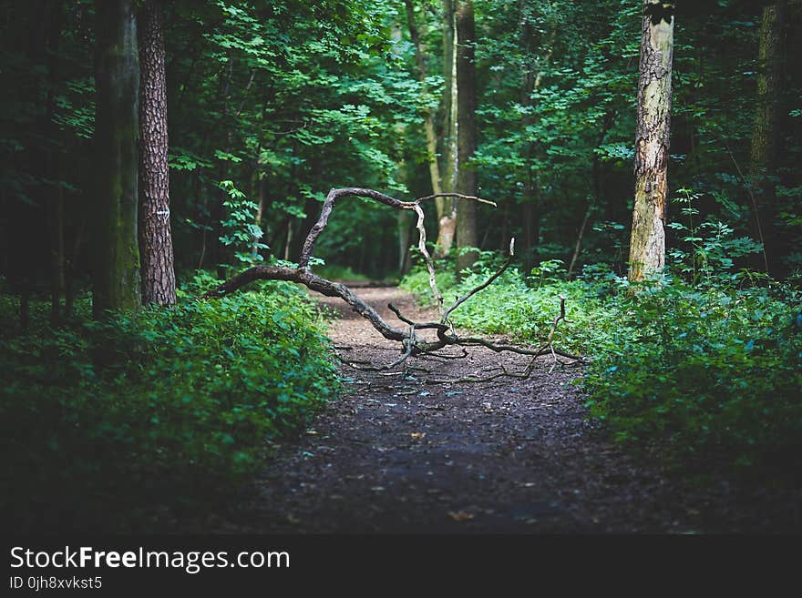 Forest path