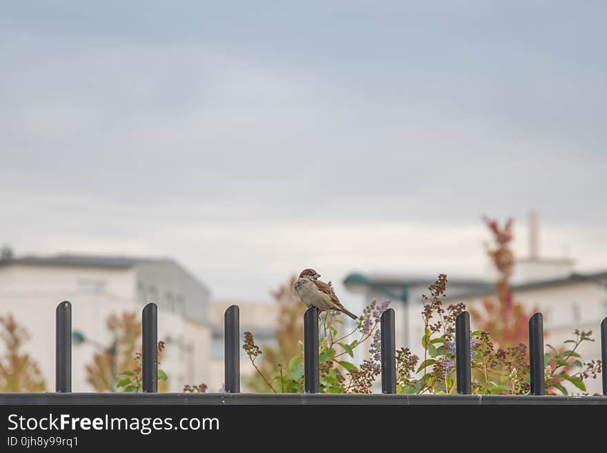 Brown Small Beaked Bird on Fence