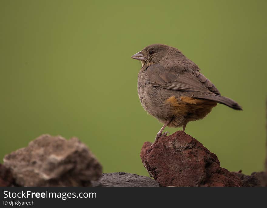 Brown Sparrow on Brown Rock