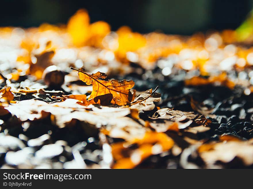 Selective Photography of Brown Dry Maple Leaf on Ground Close-up Photo