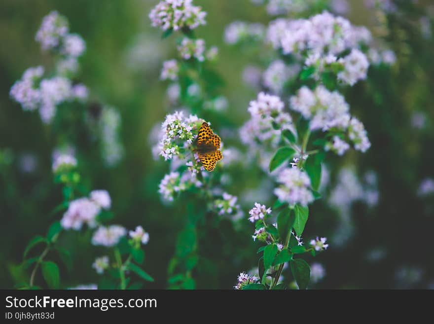 Butterfly on flower II