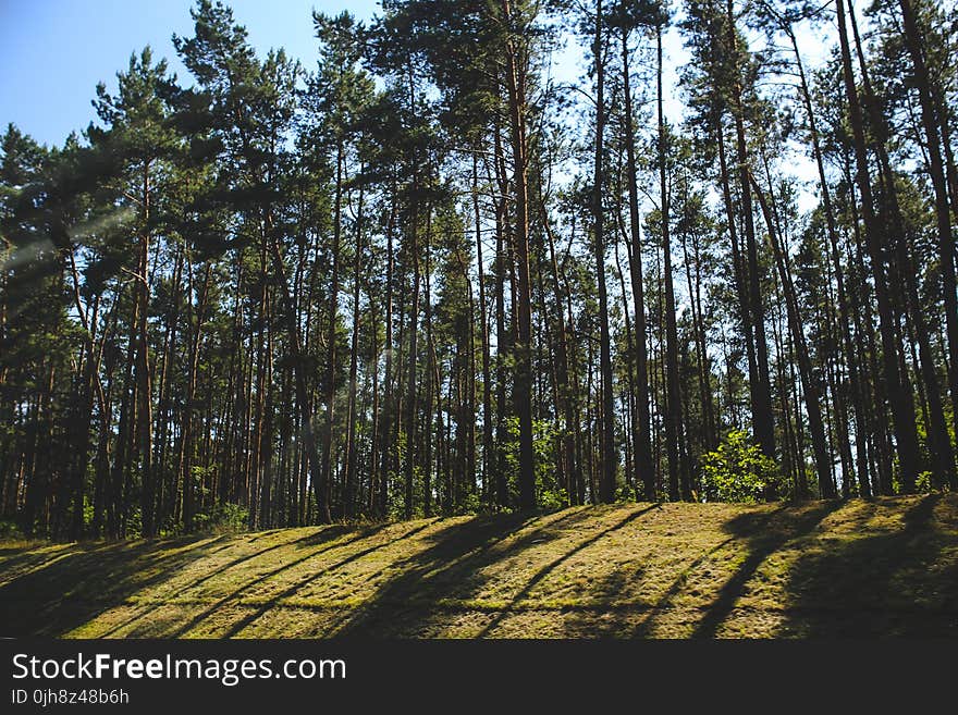 Shadow of the forest