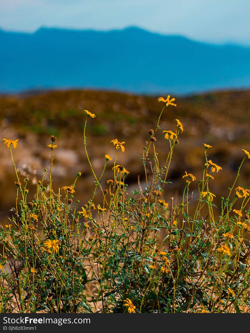 Yellow Petaled Flowers