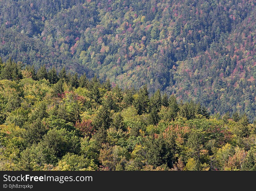 Aerial View Photography of Trees