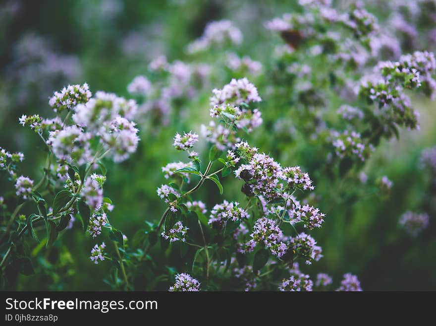 Blooming oregano