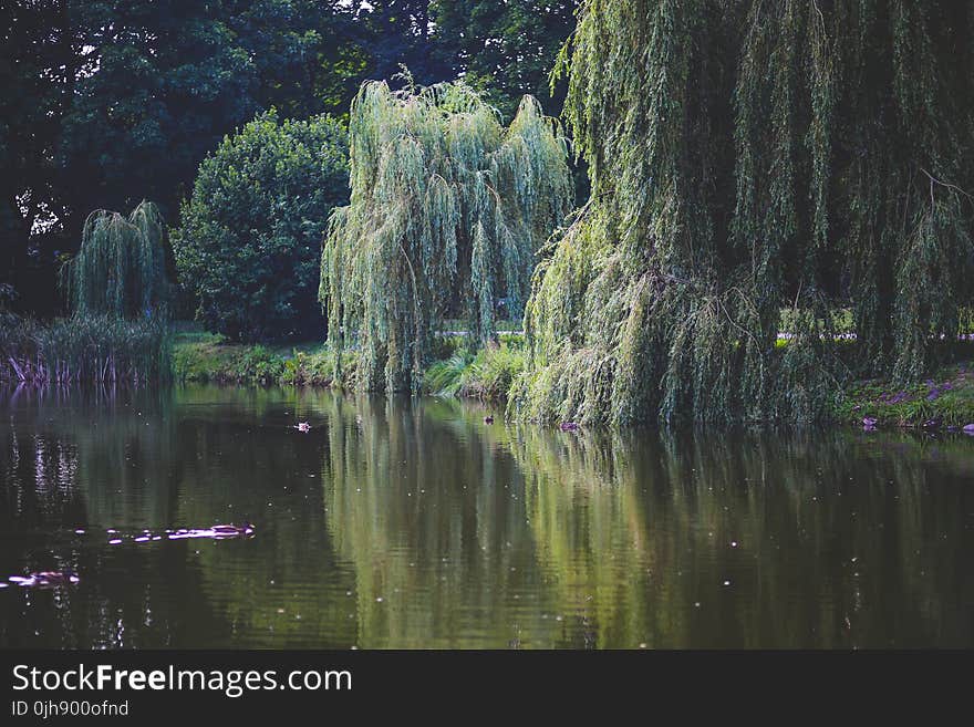 Willow that grow along the river