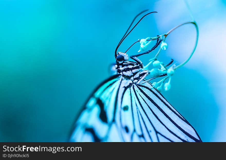 Macro Photography of White and Black Butterfly