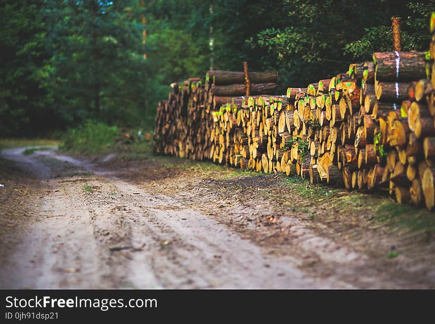 The road through the forest