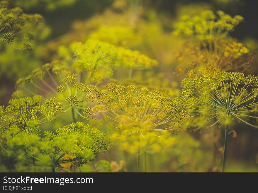 Blooming dill