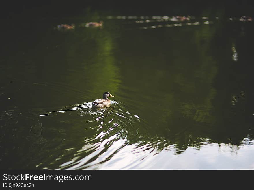 Duck in the water