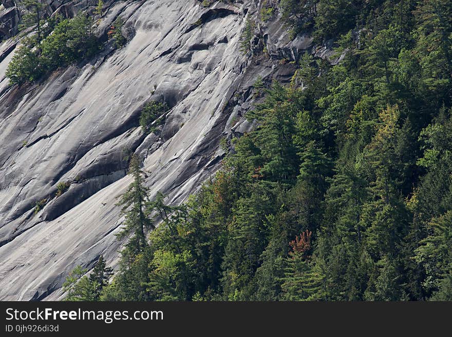 Trees on Rocky Mountain