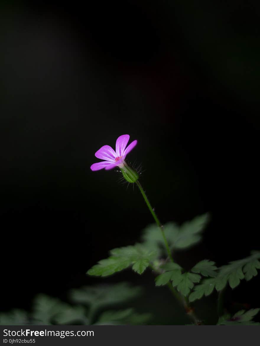 Close-up Photography of a Flower