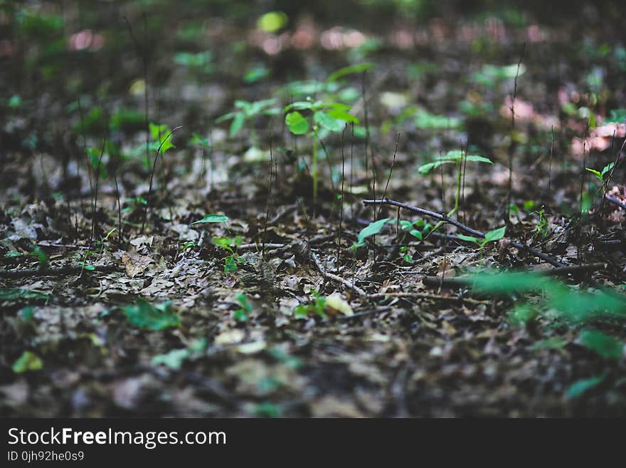 Young plants on litter