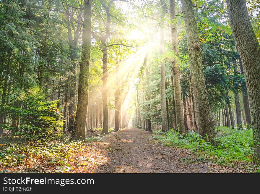 Landscape Photo of Pathway Between Green Leaf Trees