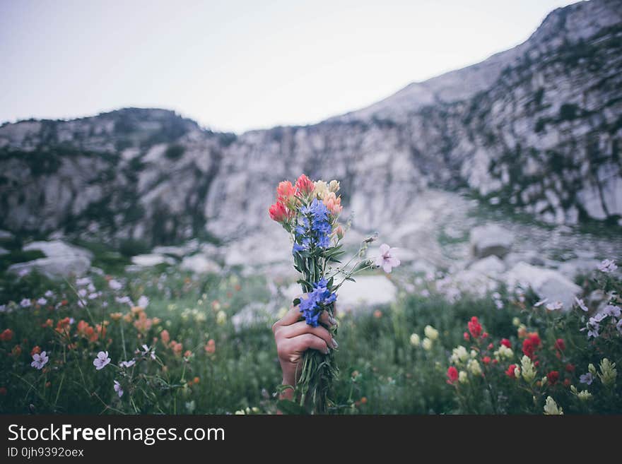 Selective Focus Photography of Red, Blue, and Yellow Petaled Flowers