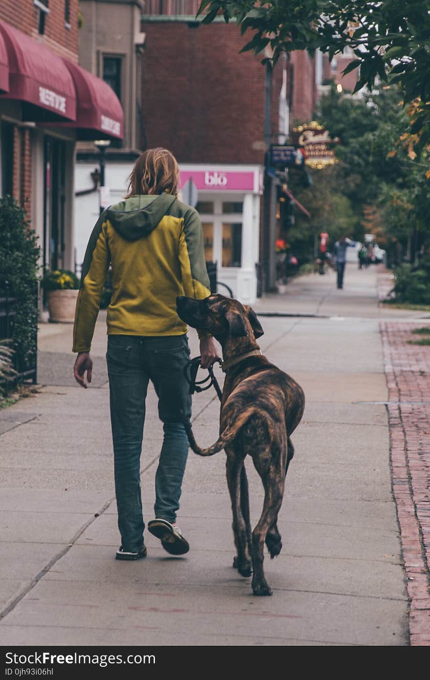 A Man Walking in The Street With His Dog