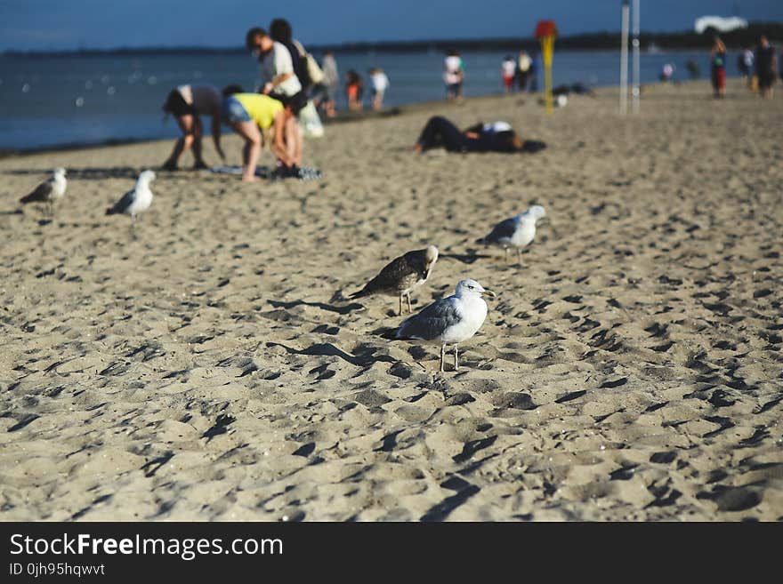 Seagulls on the beach