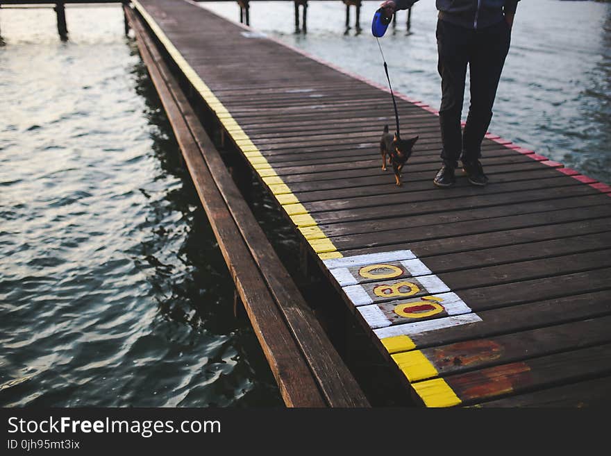 Evening walk with the dog along the pier