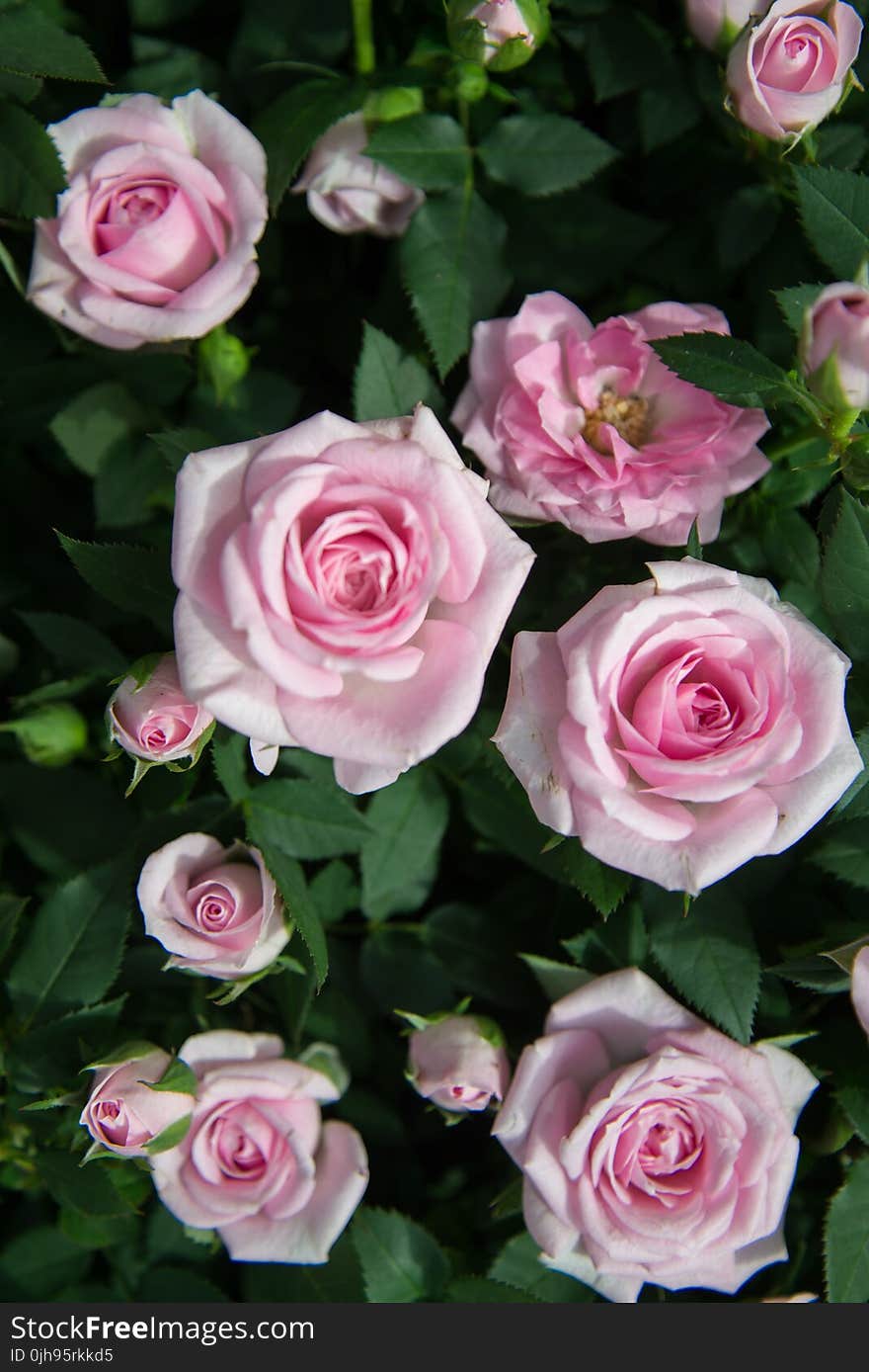 Close Up Photography of Pink Roses Under Sunny Sky