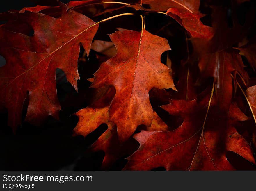 Close-Up Photography of Maple Leaves