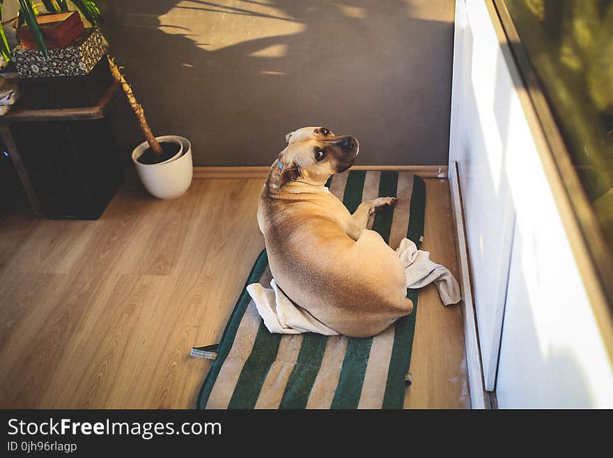 Lovely Amstaff laying on his bed