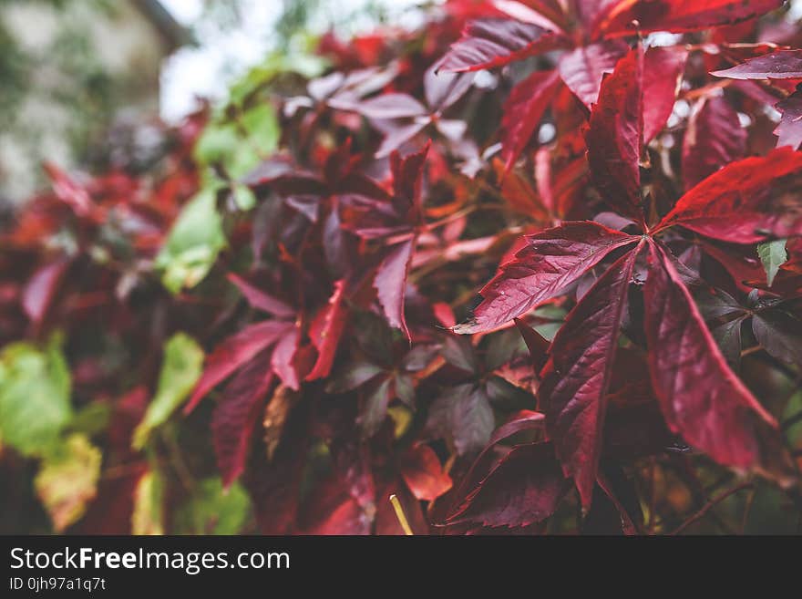 Red autumn leaves