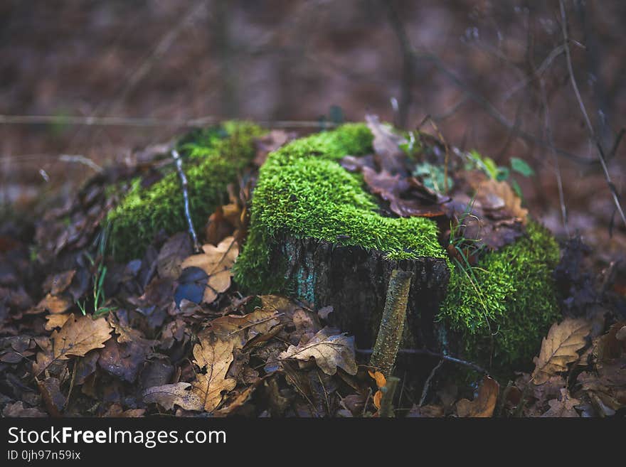 Moss covered tree trunk surrounded by fallen leaves