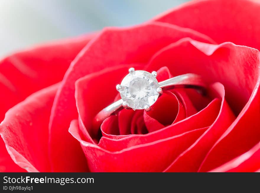 Macro Shot of Solitaire Ring on Flower