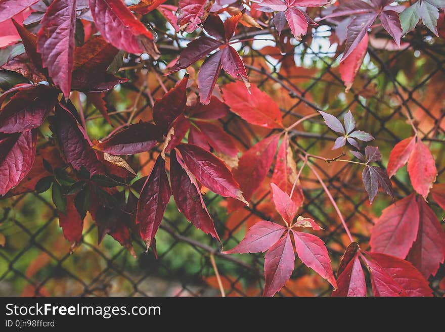 Red autumn leaves III