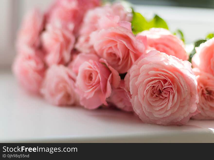 Selective Focus Photography of Pink Peony Flowers