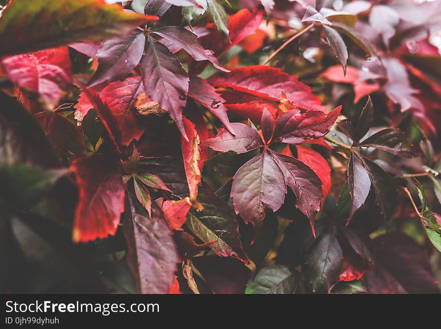 Red autumn leaves II