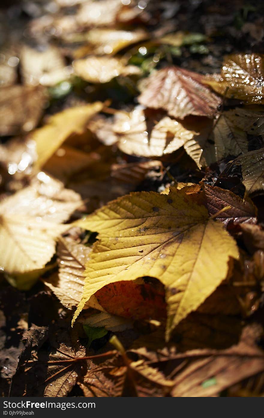 Brown Leaf