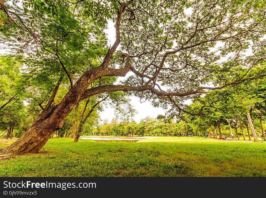 Worm&#x27;s Eyeview of Tall Tree Under a Gray Sky