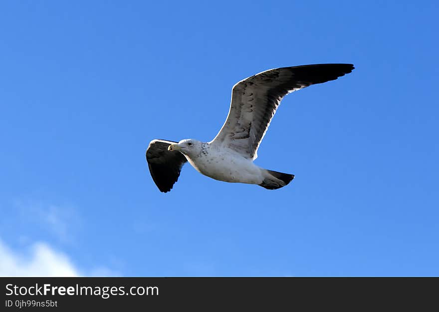 Seagull Flying