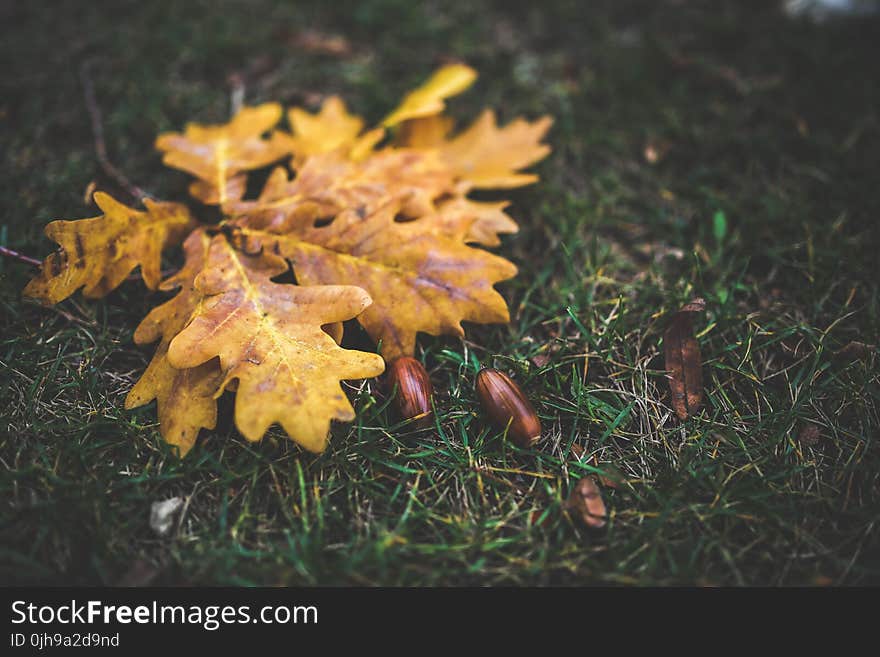 Oak leaves and acorns