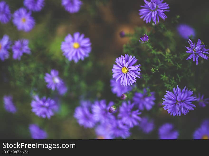 Purple flowers