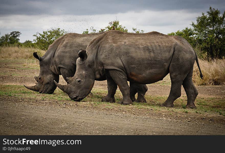 Two Rhino on Gray Field