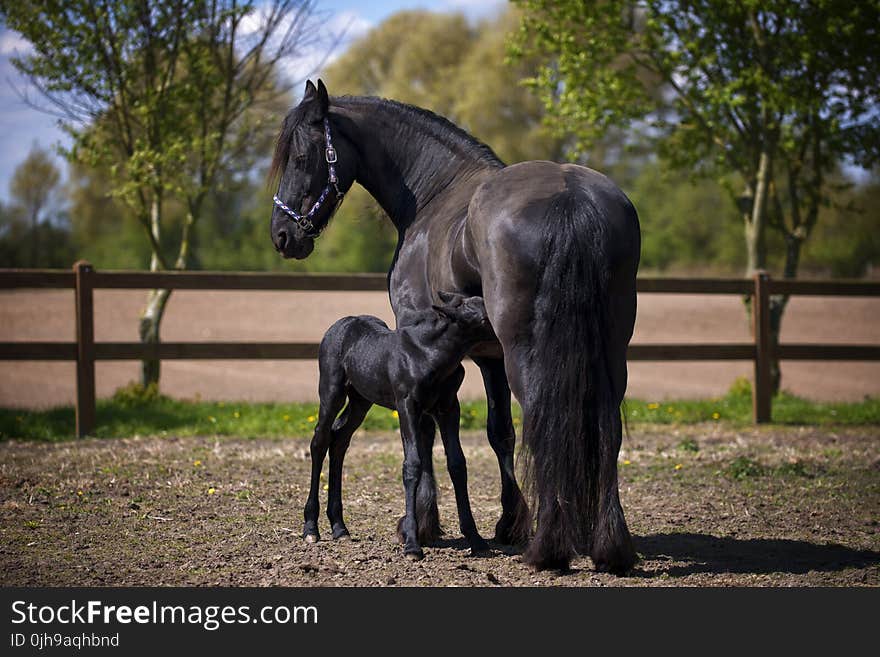 Two Black Horse on Field