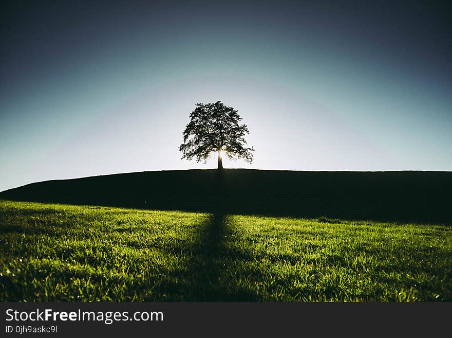 Silhouette of a Tree