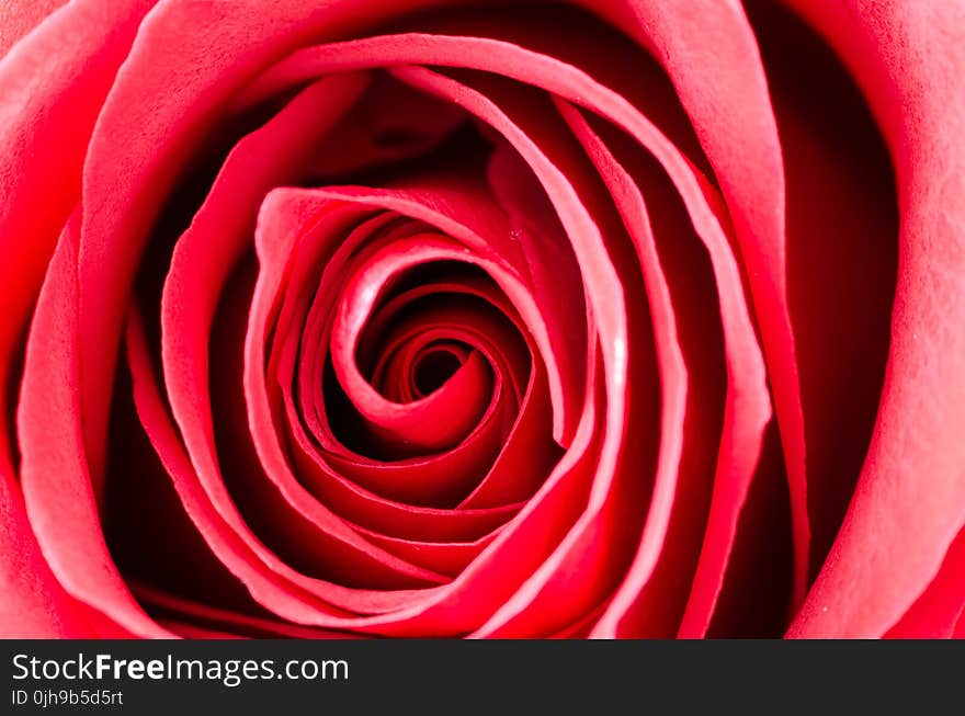 Photography of a Rose