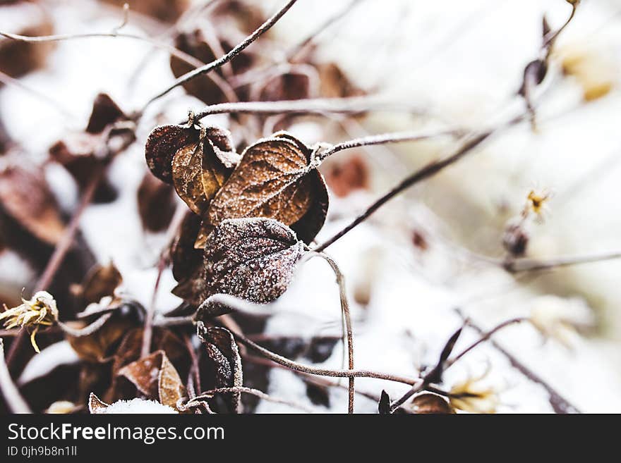 Withered Leaves