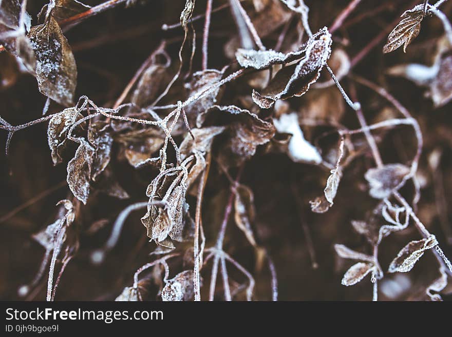 Frozen branches and withered leaves