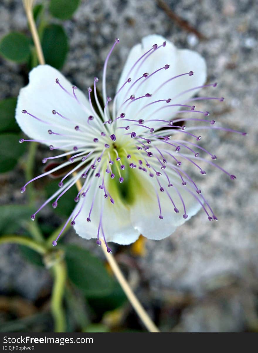 Close-Up Phorography of White and Purple Flower