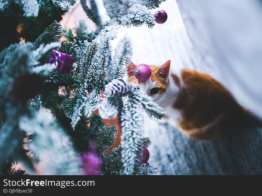 Cat under the Christmas Tree