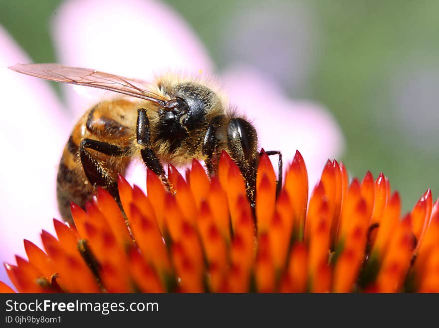 Close-up Photography of Honeybee on Orange Petaled Flower