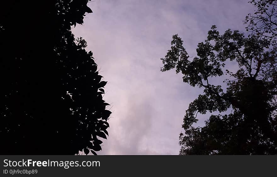 Low Angle Photography of Silhouette of Trees Under Calm Sky