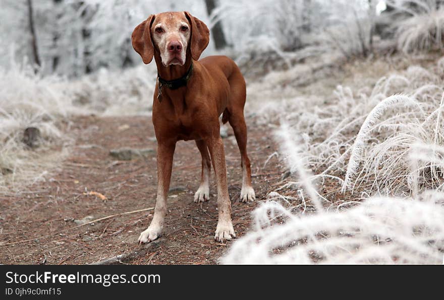 Depth of Field Photography of Brown Dog Near White Grasses