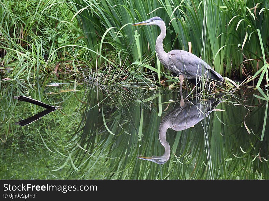 White Crane Bird